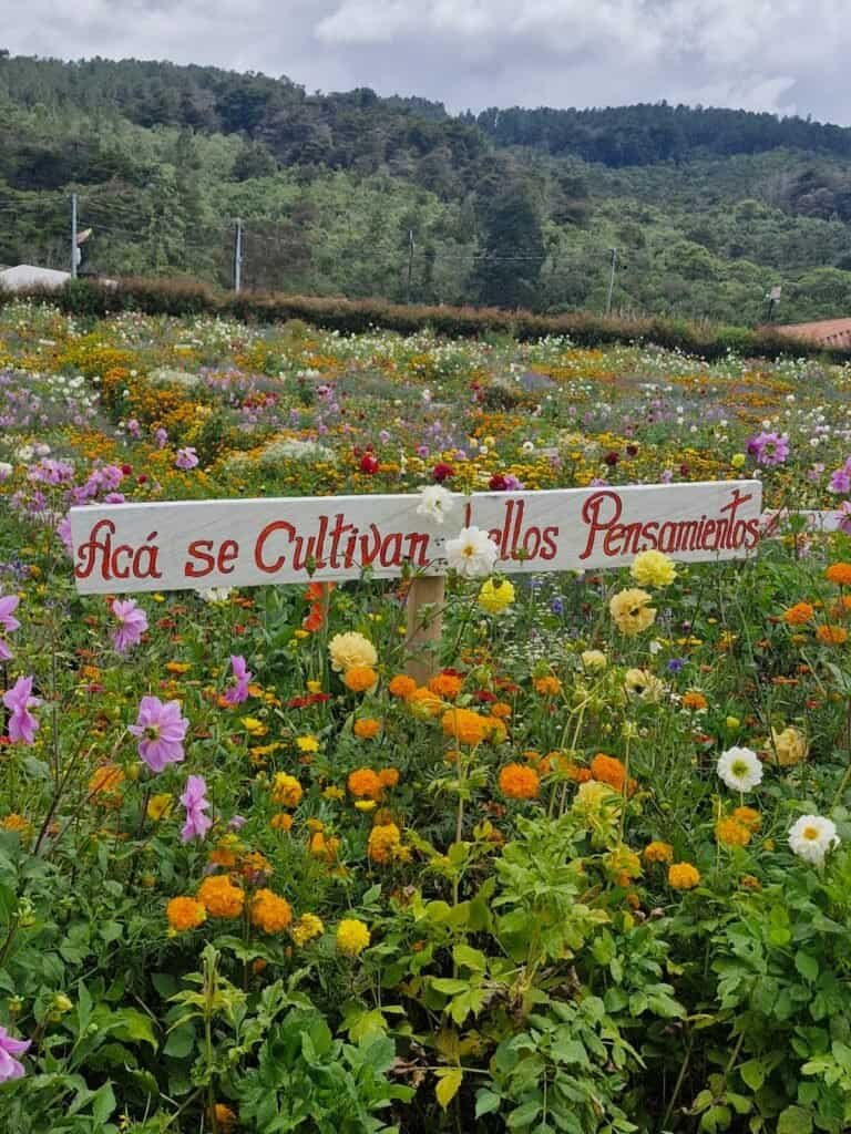 Colorful flowers in a garden with a sign that reads "Acá se Cultivan los Pensamientos".